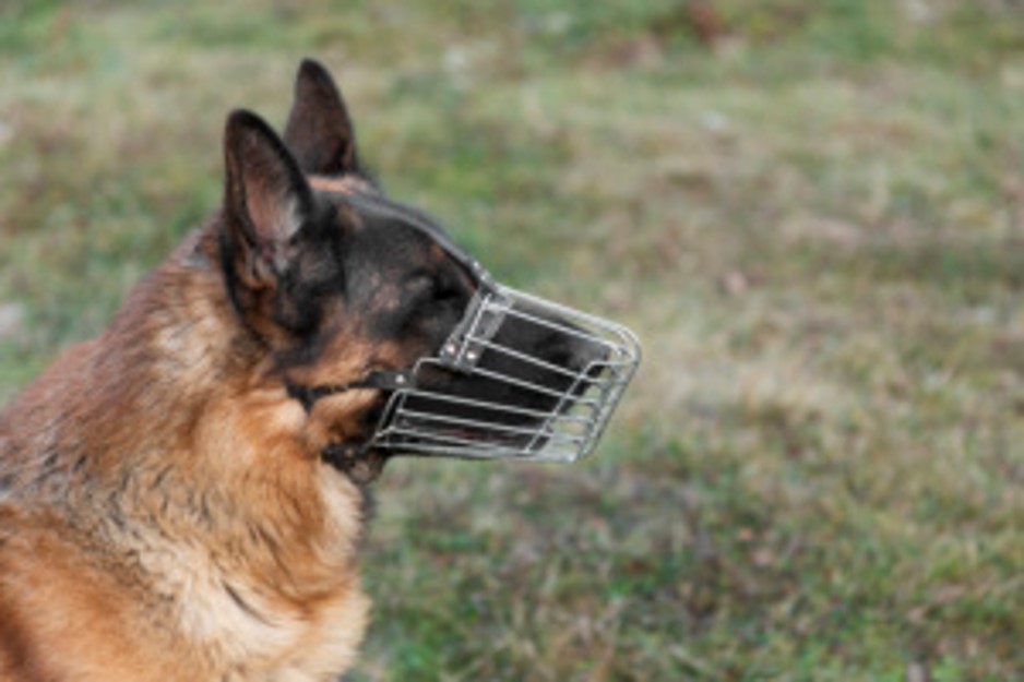 SEGURANÇA COLETIVA EM CONDOMÍNIO JUSTIFICA MULTA POR CÃO SEM FOCINHEIRA